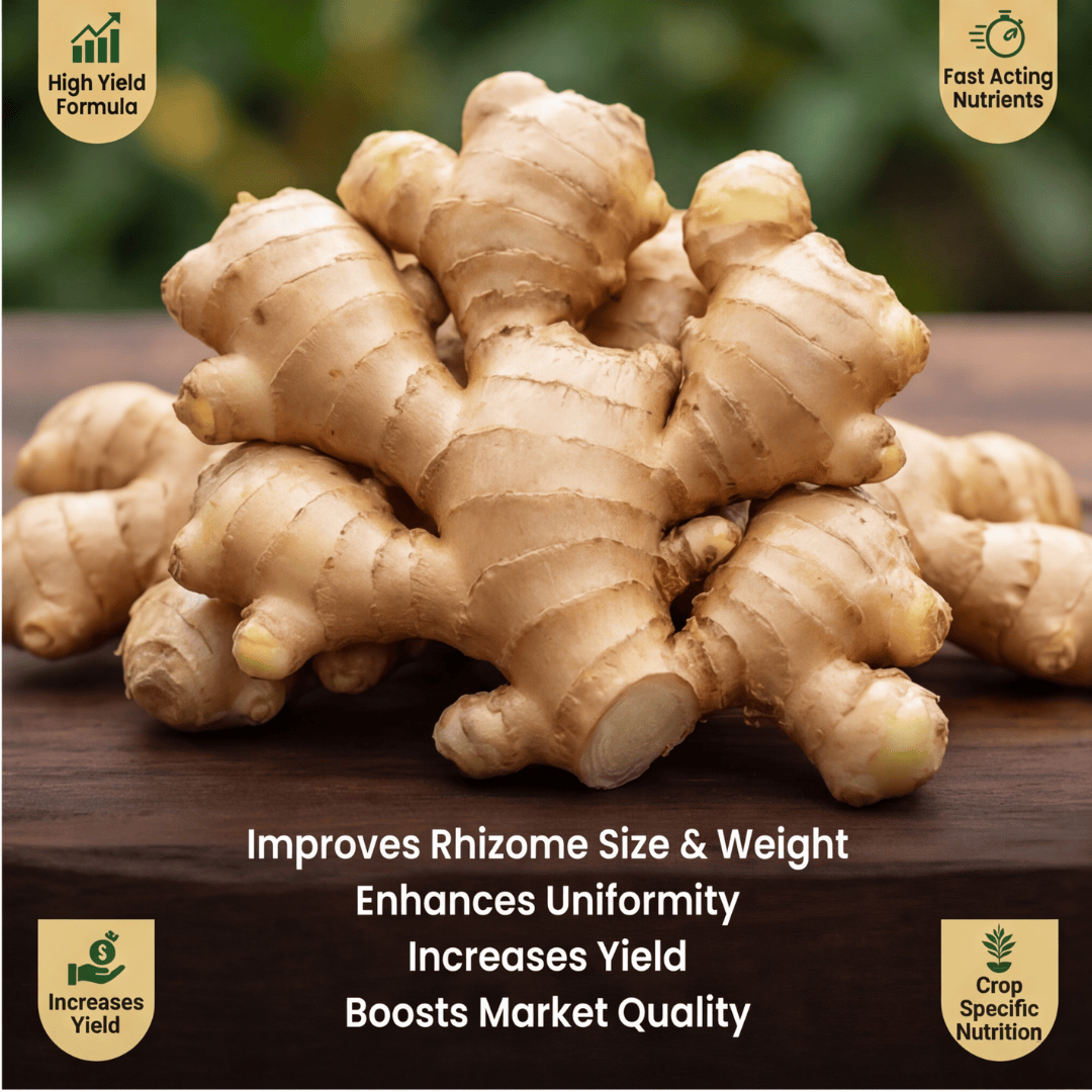Ginger Special Micronutrient Fertilizer  (अदरक | ಶುಂಠಿ | అల్లం | இஞ்சி | ഇഞ്ചി)  EDTA Chelated 100% Water Soluble Fertilizer – 400g per Acre