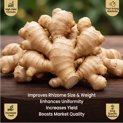 Ginger Special Micronutrient Fertilizer  (अदरक | ಶುಂಠಿ | అల్లం | இஞ்சி | ഇഞ്ചി)  EDTA Chelated 100% Water Soluble Fertilizer – 400g per Acre