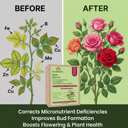 Rose Special Micronutrient Fertilizer  (गुलाब | ಗುಲಾಬಿ | గులాబీ | ரோஜா | റോസ്)  EDTA Chelated 100% Water Soluble Fertilizer – 400g per Acre