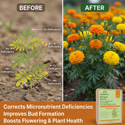 Marigold Special Micronutrient Fertilizer  (गेंदा | ಚೆಂಡು ಹೂವು | బంతిపువ్వు | சாமந்தி | ചെണ്ടുമല്ലി)  EDTA Chelated 100% Water Soluble Fertilizer – 400g per Acre