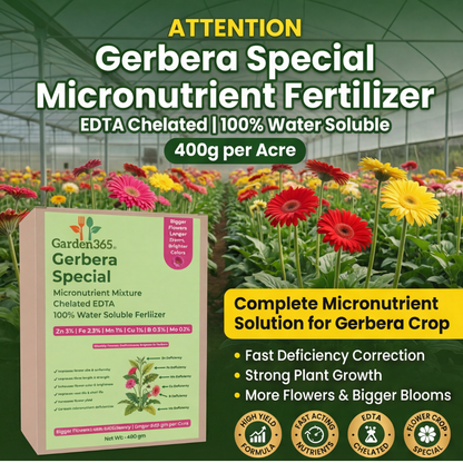 Gerbera Special Micronutrient Fertilizer  (जरबेरा | ಜರ್ಬೆರಾ | గెర్బెరా | ஜெர்பெரா | ജെർബെറ)  EDTA Chelated 100% Water Soluble Fertilizer – 400g per Acre