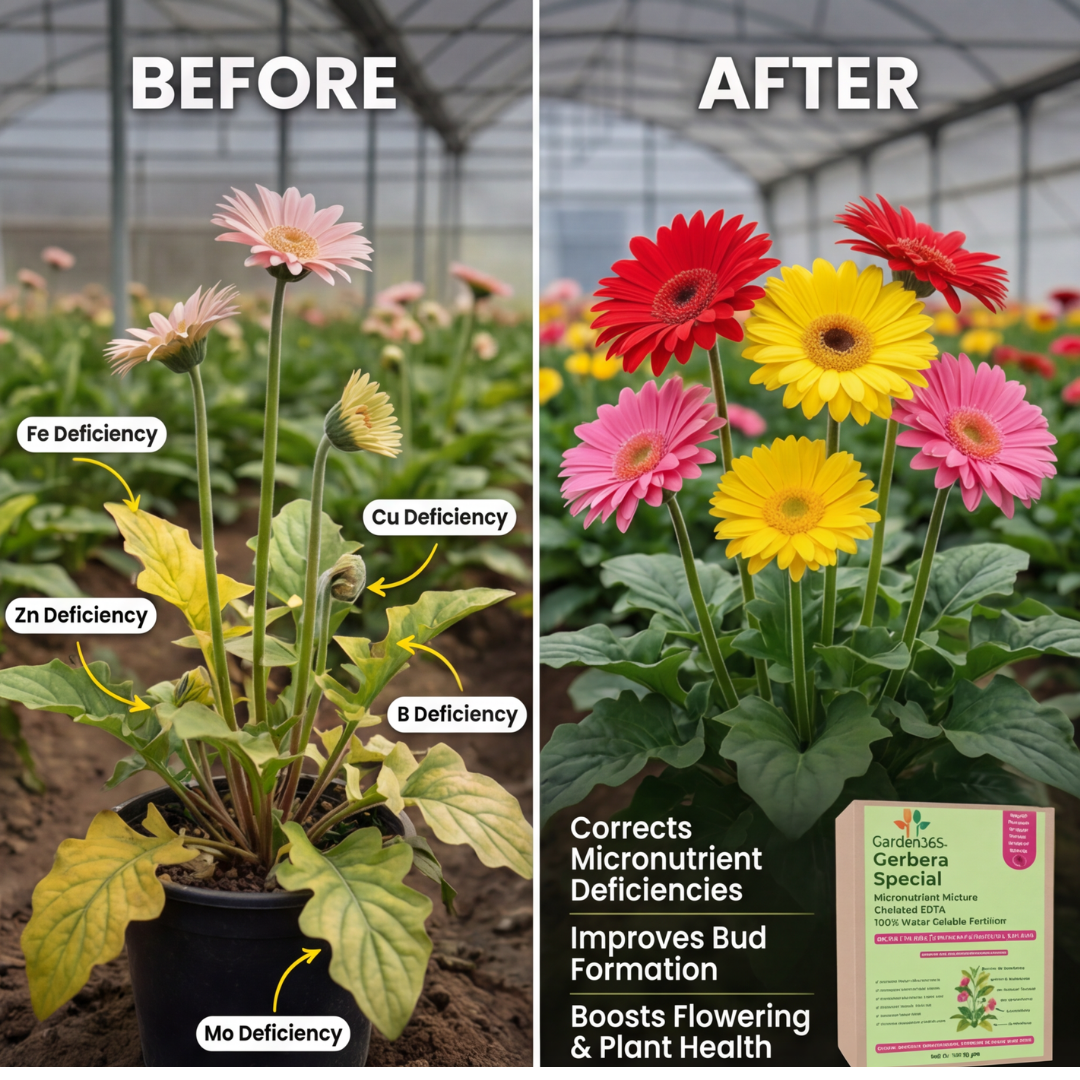 Gerbera Special Micronutrient Fertilizer  (जरबेरा | ಜರ್ಬೆರಾ | గెర్బెరా | ஜெர்பெரா | ജെർബെറ)  EDTA Chelated 100% Water Soluble Fertilizer – 400g per Acre