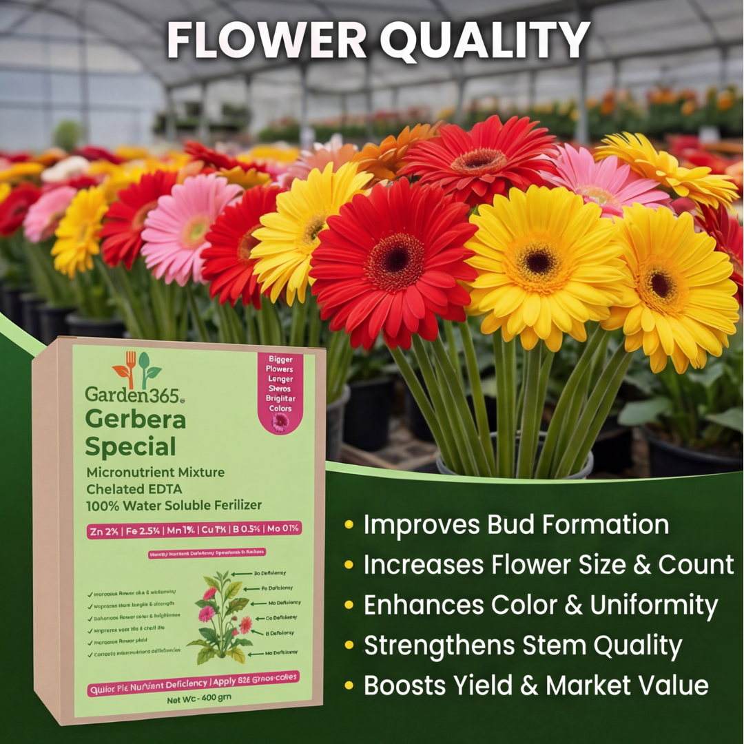 Gerbera Special Micronutrient Fertilizer  (जरबेरा | ಜರ್ಬೆರಾ | గెర్బెరా | ஜெர்பெரா | ജെർബെറ)  EDTA Chelated 100% Water Soluble Fertilizer – 400g per Acre