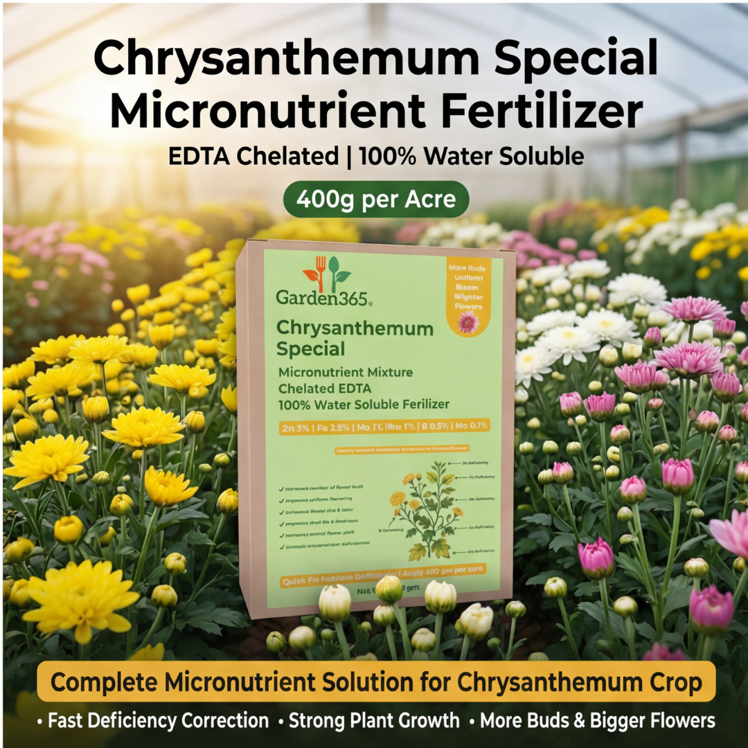 Chrysanthemum Special Micronutrient Fertilizer  (गुलदाउदी | ಚಂಡು ಹೂವು | చామంతి | செம்பருத்தி / க்ரிசாந்தமம் | ശെവന്തി)  EDTA Chelated 100% Water Soluble Fertilizer – 400g per Acre