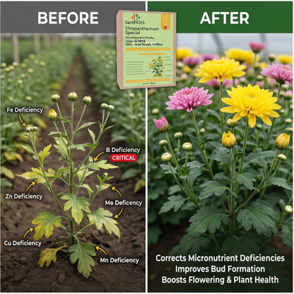Chrysanthemum Special Micronutrient Fertilizer  (गुलदाउदी | ಚಂಡು ಹೂವು | చామంతి | செம்பருத்தி / க்ரிசாந்தமம் | ശെവന്തി)  EDTA Chelated 100% Water Soluble Fertilizer – 400g per Acre