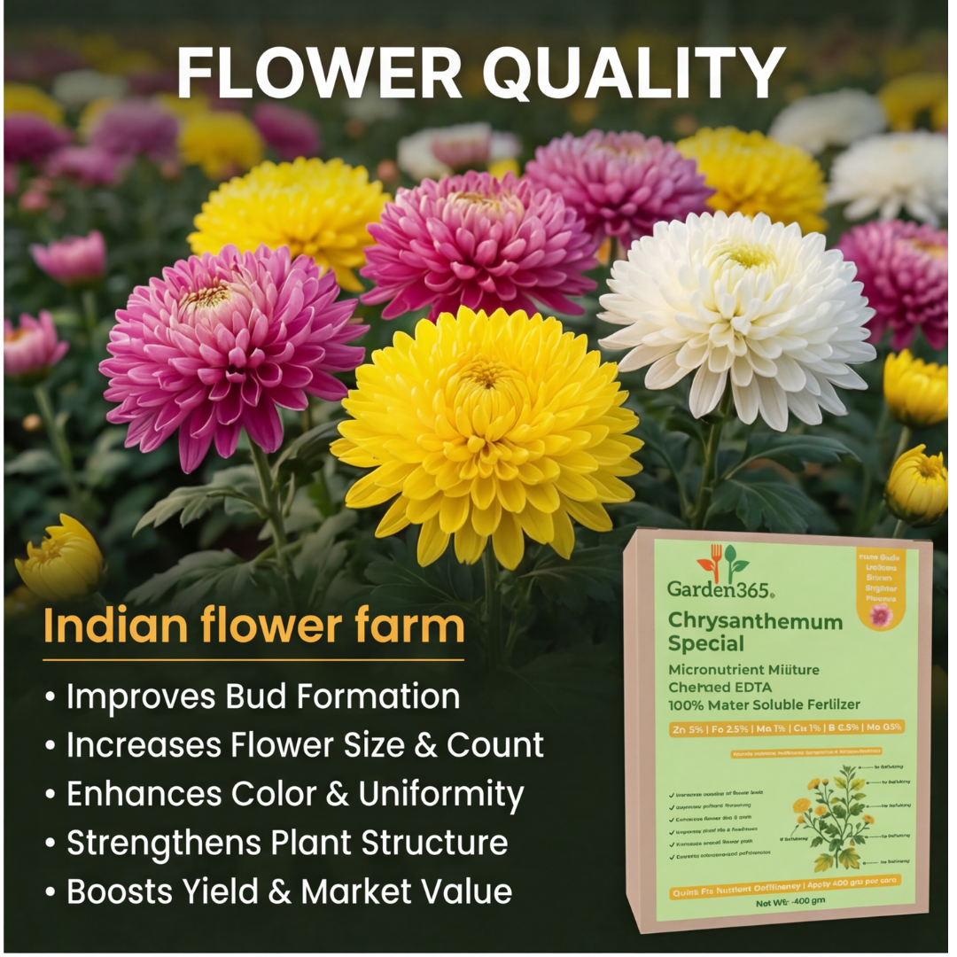 Chrysanthemum Special Micronutrient Fertilizer  (गुलदाउदी | ಚಂಡು ಹೂವು | చామంతి | செம்பருத்தி / க்ரிசாந்தமம் | ശെവന്തി)  EDTA Chelated 100% Water Soluble Fertilizer – 400g per Acre