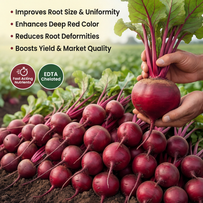 Beetroot Special Micronutrient Fertilizer  (चुकंदर | ಬೀಟ್ ರೂಟ್ | బీట్‌రూట్ | பீட்ரூட் | ബീറ്റ്റൂട്ട്)  EDTA Chelated 100% Water Soluble Fertilizer – 400g per Acre