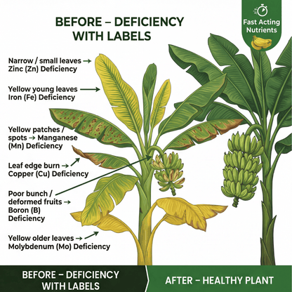 Banana Special Micronutrient Fertilizer  (केला | ಬಾಳೆಹಣ್ಣು | అరటి | வாழைப்பழம் | വാഴപ്പഴം)  EDTA Chelated 100% Water Soluble Fertilizer – 400g per Acre