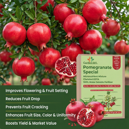 Pomegranate Special Micronutrient Fertilizer  (अनार | ದಾಳಿಂಬೆ | దానిమ్మ | மாதுளை | മാതളനാരങ്ങ)  EDTA Chelated 100% Water Soluble Fertilizer – 400g per Acre