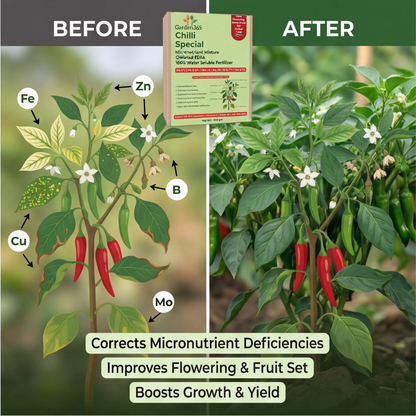 Chilli Special Micronutrient Fertilizer  (मिर्च | ಮೆಣಸಿನಕಾಯಿ | మిరపకాయ | மிளகாய் | മുളക്)  EDTA Chelated 100% Water Soluble Fertilizer – 400g per Acre