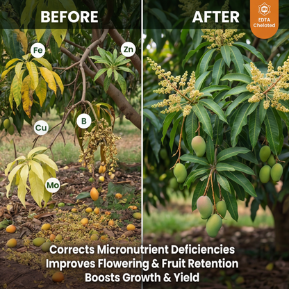 Mango Special Micronutrient Fertilizer  (आम | ಮಾವು | మామిడి | மாம்பழம் | മാമ്പഴം)  EDTA Chelated 100% Water Soluble Fertilizer – 400g per Acre