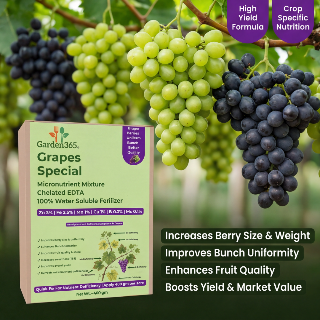 Grapes Special Micronutrient Fertilizer  (अंगूर | ದ್ರಾಕ್ಷಿ | ద్రాక్ష | திராட்சை | മുന്തിരി)  EDTA Chelated 100% Water Soluble Fertilizer – 400g per Acre