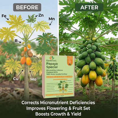 Papaya Special Micronutrient Fertilizer  (पपीता | ಪಪ್ಪಾಯಿ | బొప్పాయి | பப்பாளி | പപ്പായ)  EDTA Chelated 100% Water Soluble Fertilizer – 400g per Acre