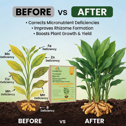 Turmeric Special Micronutrient Fertilizer  (हल्दी | ಅರಿಶಿನ | పసుపు | மஞ்சள் | മഞ്ഞൾ)  EDTA Chelated 100% Water Soluble Fertilizer – 400g per Acre
