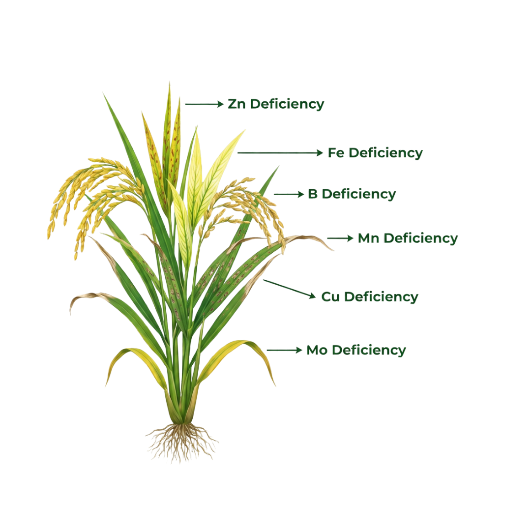 Paddy Special Micronutrient Fertilizer  (धान | ಅಕ್ಕಿ | వరి | நெல் | നെല്)  EDTA Chelated 100% Water Soluble Fertilizer – 400g per Acre