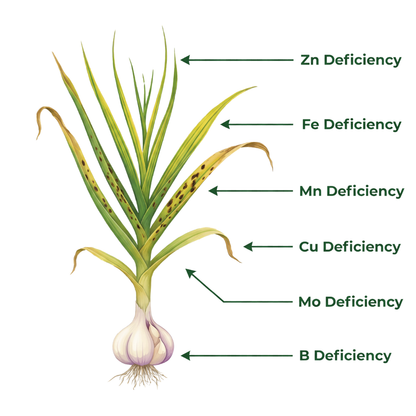 Garlic Special Micronutrient Fertilizer  (लहसुन | ಬೆಳ್ಳುಳ್ಳಿ | వెల్లుల్లి | பூண்டு | വെളുത്തുള്ളി)  EDTA Chelated 100% Water Soluble Fertilizer – 400g per Acre