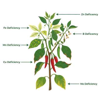Chilli Special Micronutrient Fertilizer  (मिर्च | ಮೆಣಸಿನಕಾಯಿ | మిరపకాయ | மிளகாய் | മുളക്)  EDTA Chelated 100% Water Soluble Fertilizer – 400g per Acre