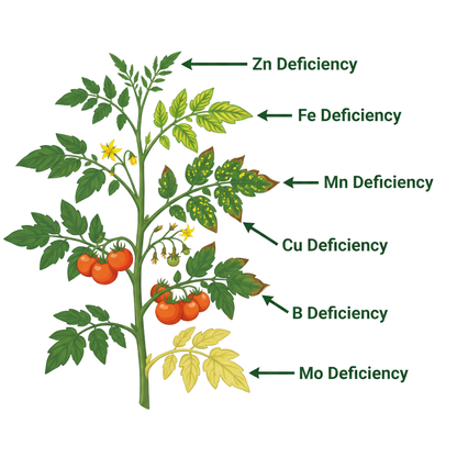 Tomato Special Micronutrient Fertilizer  (टमाटर | ಟೊಮೇಟೊ | టమాటా | தக்காளி | തക്കാളി)  EDTA Chelated 100% Water Soluble Fertilizer – 400g per Acre
