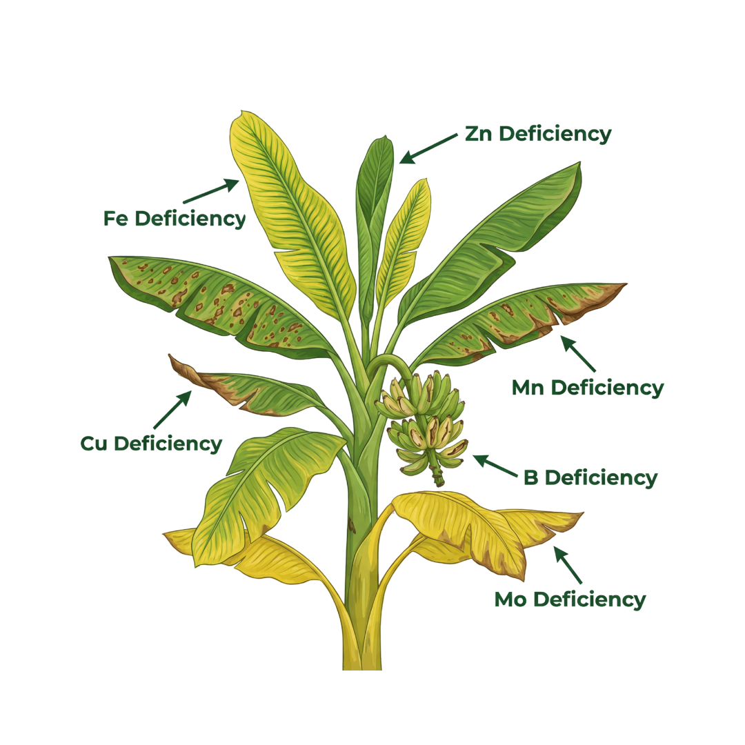 Banana Special Micronutrient Fertilizer  (केला | ಬಾಳೆಹಣ್ಣು | అరటి | வாழைப்பழம் | വാഴപ്പഴം)  EDTA Chelated 100% Water Soluble Fertilizer – 400g per Acre