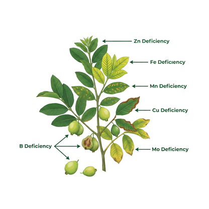 Guava Special Micronutrient Fertilizer  (अमरूद | ಸೀಬೆಹಣ್ಣು | జామ | கொய்யாப்பழம் | പേരയ്ക്ക)  EDTA Chelated 100% Water Soluble Fertilizer – 400g per Acre
