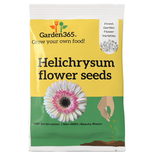 Helichrysum Flower Seeds – Everlasting Blooms for Your Garden - Garden365