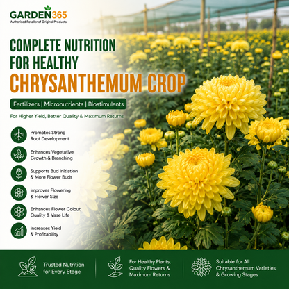 Chrysanthemum Crop Nutrition | Fertilizers, Micronutrients & Biostimulants for Chrysanthemum Crop