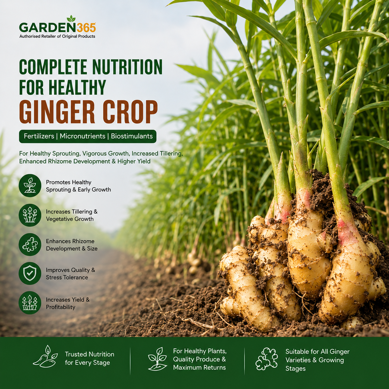 Ginger Crop Nutrition | Fertilizers, Micronutrients & Biostimulants for Ginger Crop