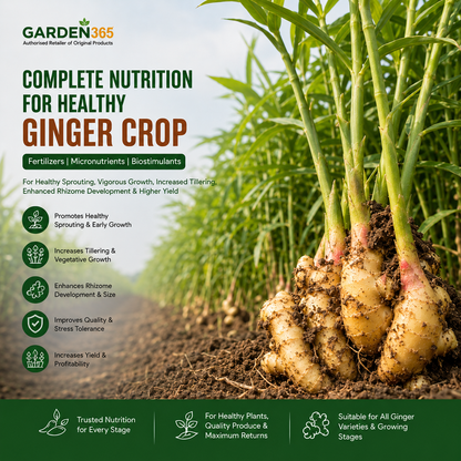 Ginger Crop Nutrition | Fertilizers, Micronutrients & Biostimulants for Ginger Crop