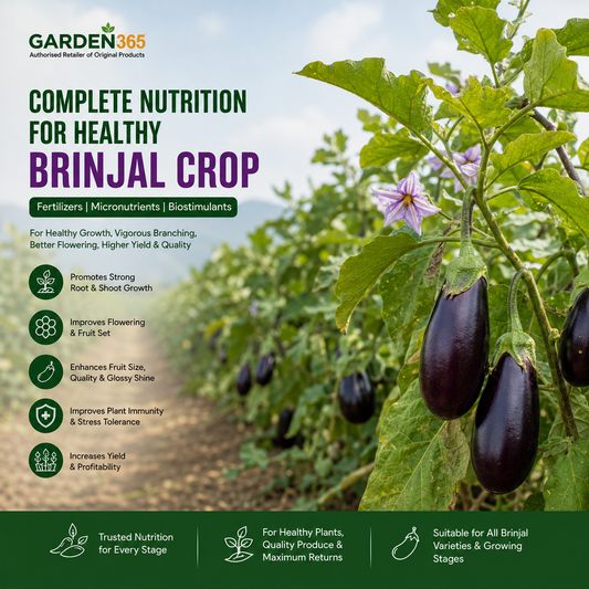 Brinjal Crop Nutrition | Fertilizers, Micronutrients & Biostimulants for Brinjal Crop